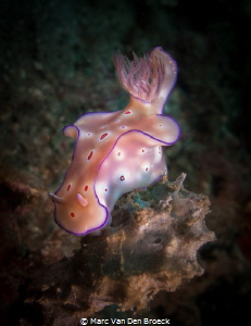 nudi by Marc Van Den Broeck 